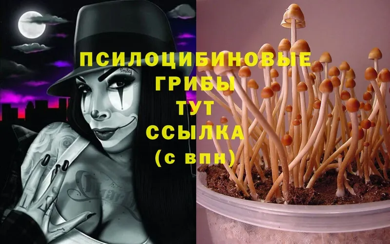 купить наркотик  Покровск  Псилоцибиновые грибы Magic Shrooms 